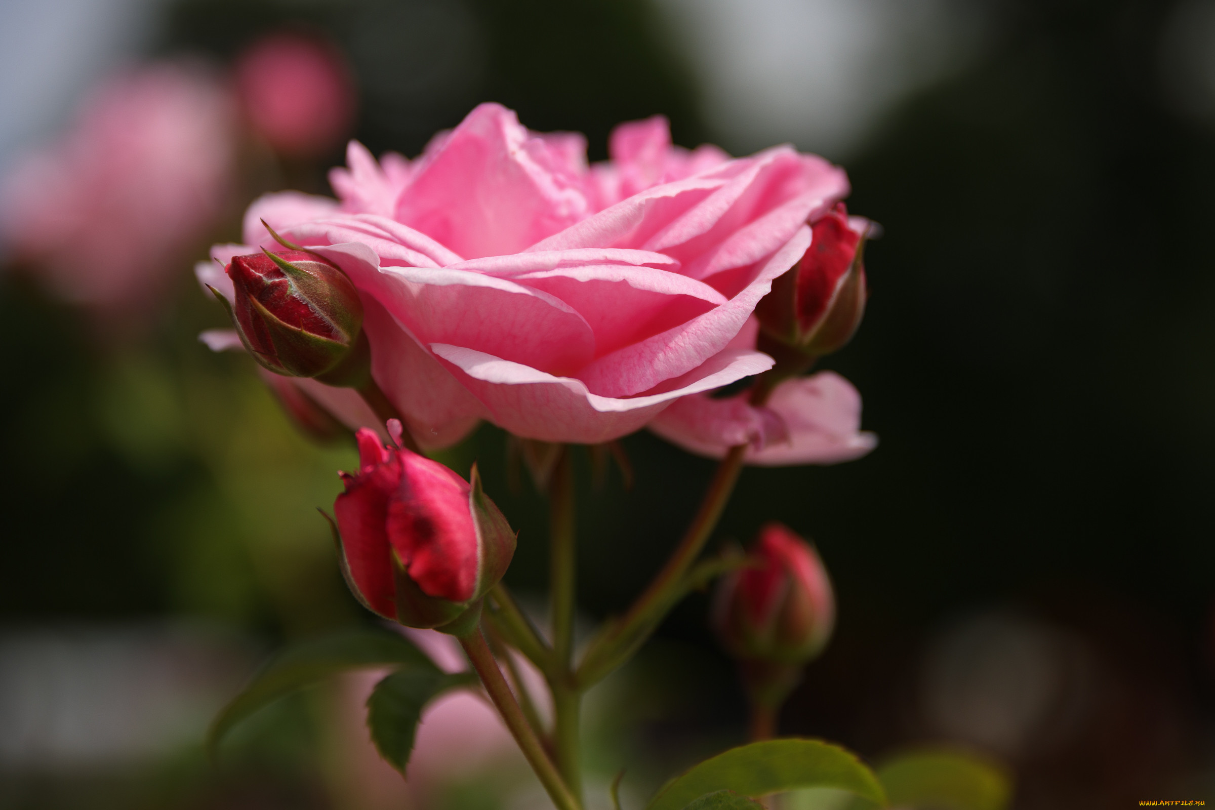 , , , , , , , rose, bud, petals, leaves, blossoms